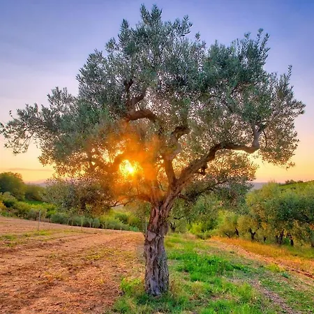 La Casa Del Vino - Bed & Breakfast Tollo