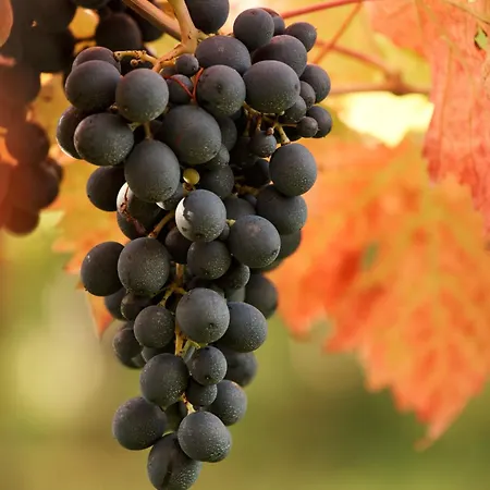 La Casa Del Vino - Bed & Breakfast
