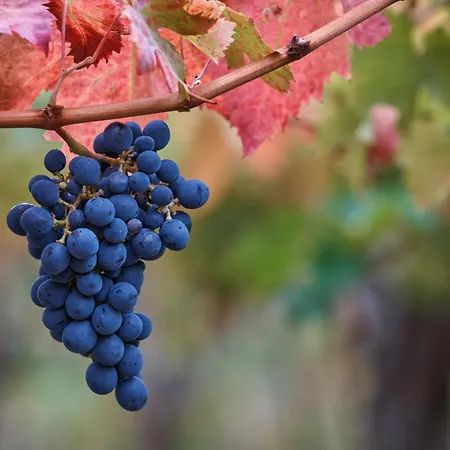 La Casa Del Vino - Bed & Breakfast