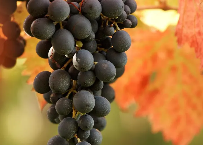 La Casa Del Vino - לינה וארוחת בוקר