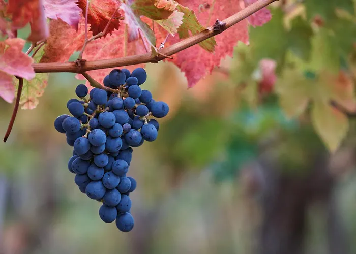 La Casa Del Vino - Отель типа 